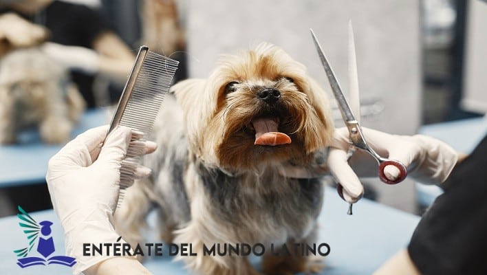Curso de Peluquería Canina